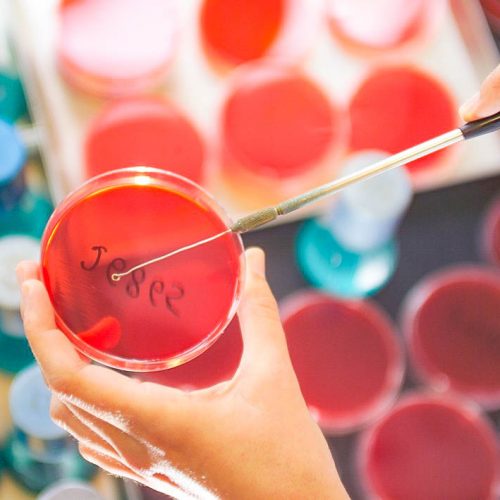 Neue Fälle von Aviäre Influenza  in Vorarlberg und Salzburg