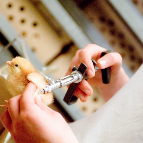 Impfung gegen ND in Österreich