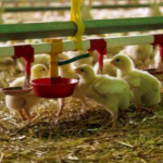 Erfolgreiche Reduktion des Antibiotika-Verbrauchs bei österreichischem Geflügel