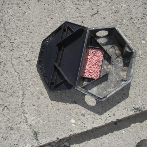 Sachkundenachweis Rodentizide