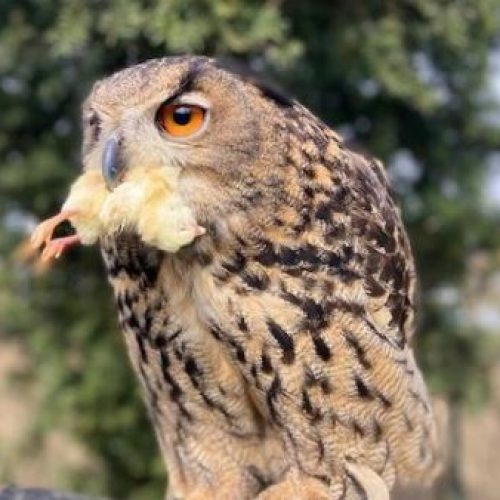 Futterküken-Report 2025