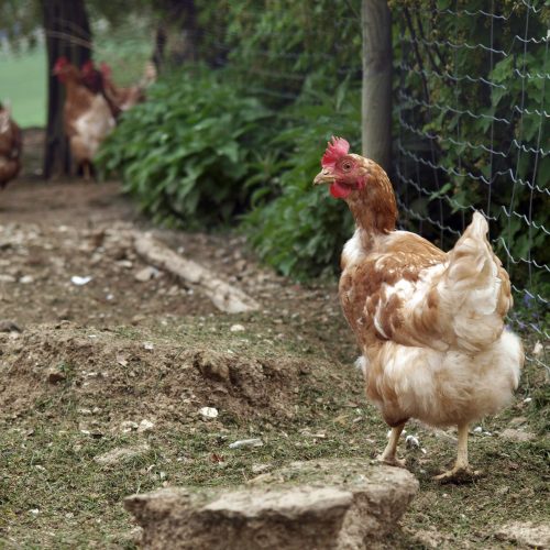 HPAI-Fall im Bezirk Neusiedl am See