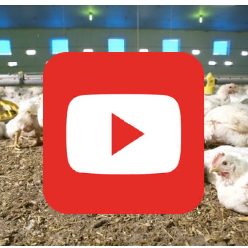 Webinar Newcastle Disease ist online