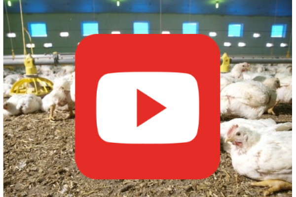 yt-bild yt-bild