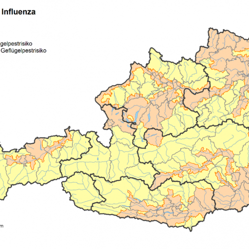 Geflügelpest – die Lage in Österreich verschärft sich. Behörde verordnet Stallpflicht